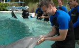 Swimming with dolphins in Miami